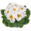 Afbeelding van Primula P10.5 Kleurtonend White